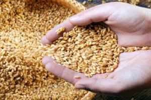قیمت گندم به هر کیلو ۱۷ هزار تومان اصلاح می شود