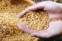 تولید گندم به ۱۰ میلیون تن می رسد