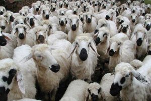 قیمت گوشت گوسفندی اعلام شد/ بسیاری از دامداران فروش دام را متوقف کردند/ کشورهای خلیج فارس دام مولد را خریداری می‌کنند