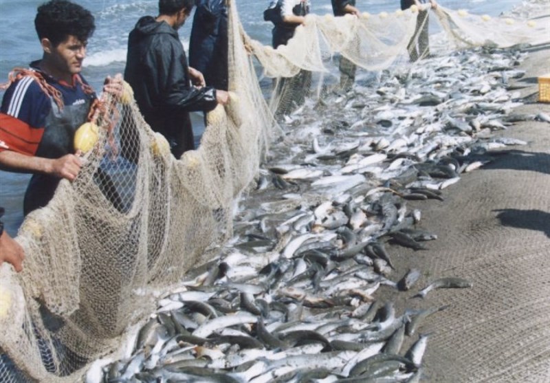 صید ماهیان استخوانی در گیلان ۱۲ درصد رشد یافت