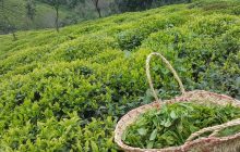 تولید ۱۳۷ هزار تن برگ سبز چای/۹۸ درصد مطالبات چایکاران پرداخت شد