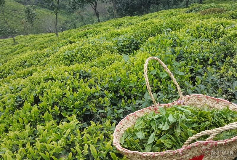تولید چای خشک به ۳۰ هزار تن می رسد