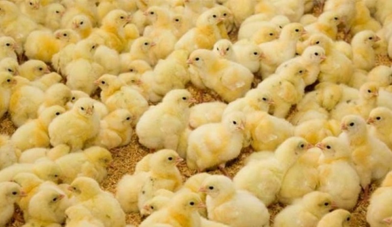 کاهش ۶ درصدی جوجه‌ریزی در خردادماه/ مهاجرت مرغداران شایع نیست/ طیف وسیعی از مردم توان خرید مرغ را ندارند
