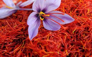 ۵۶ تن زعفران امسال در خراسان جنوبی تولید می‌شود