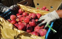 عراق همچنان مشتری اول محصولات کشاورزی ایران/ صادرات بیش از ۹۰۰ هزار تن سیب