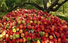 صادرات سیب به پاکستان از شهریور انجام می‌شود