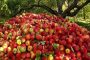 میوه های تابستانی ۱۰ تا ۱۵ درصد ارزان می شوند