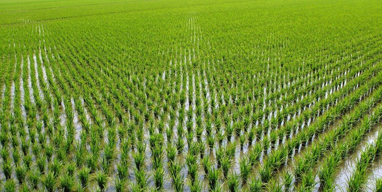 کاهش ۱۷ هزار هکتاری کشت دوم برنج در مازندران