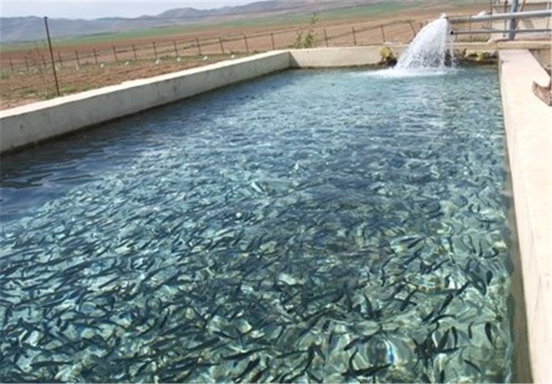 استخرهای ذخیره آب کشاورزی منابع بالقوه آبزی پروری آذربایجان شرقی
