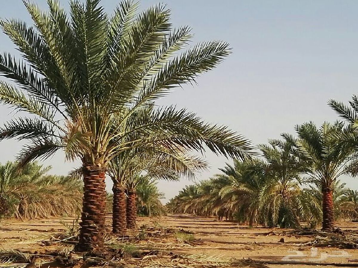 معاون جهاد کشاورزی بوشهر: سیاست این سازمان صادرات نخل نیست