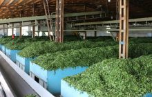 خرید ۵۰ هزار تن برگ سبز چای بهاره از چایکاران