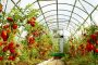خواص معجزه آسای گوجه فرنگی؛ از کاهش وزن تا رفع شوره سر