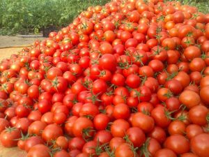 بازار گوجه فرنگی با افزایش عرضه به تعادل می‌رسد
