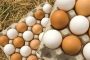 صادرات مرغ و تخم مرغ به کویت آزاد شد
