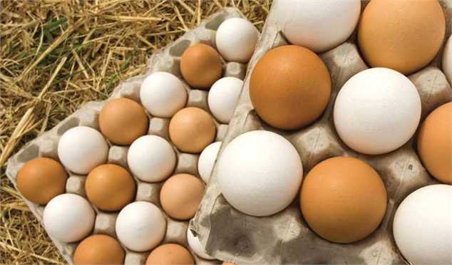 تولید تخم مرغ در آذر به بالای ۱۱۰ هزار تن می‌رسد