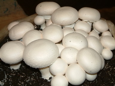 نرخ منطقی هر کیلو قارچ ۵۰ هزار تومان/ تولید قارچ به ۲۰۰ هزار تن می رسد