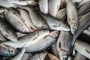 افزایش ۷۳ درصدی حجم صید ماهیان استخوانی/ رهاسازی ۳۰۰ میلیون قطعه بچه ماهی در دریا