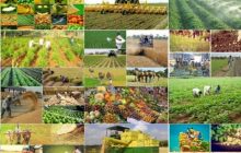 ۲۰ درصد کشاورزی کشور قراردادی می شود