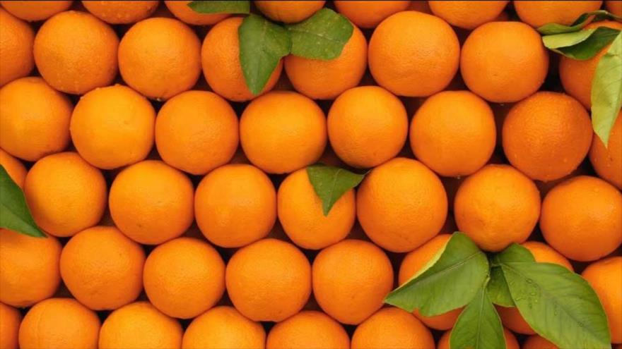 هشدار جهاد کشاورزی مازندران نسبت به کاشت نهال پرتقال تابستانه