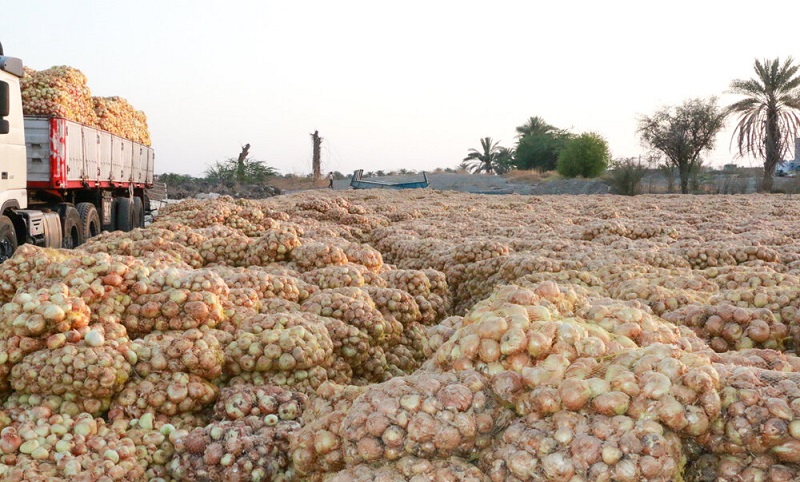 ۶۰ هزار تن پیاز در دست کشاورزان بنابی باد کرده است