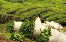 یک سوم چای کشور صادر می‌شود