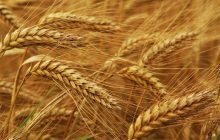 خرید ۲۵۰ تن گندم بذری در خوزستان