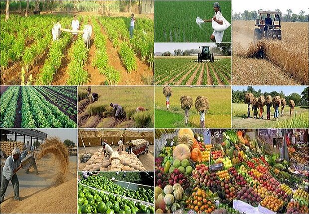 امکان فرآوری ۹۵ میلیون تن از محصولات کشاورزی در کشور وجود دارد