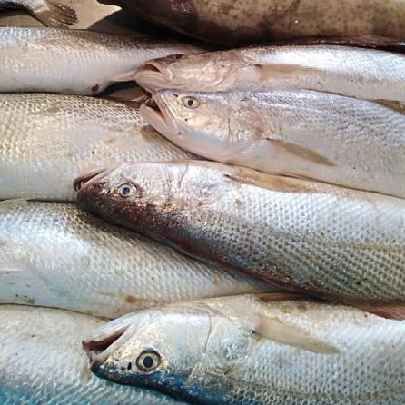 سرانه مصرف ماهی در کشور ۱۳ کیلو گرم است