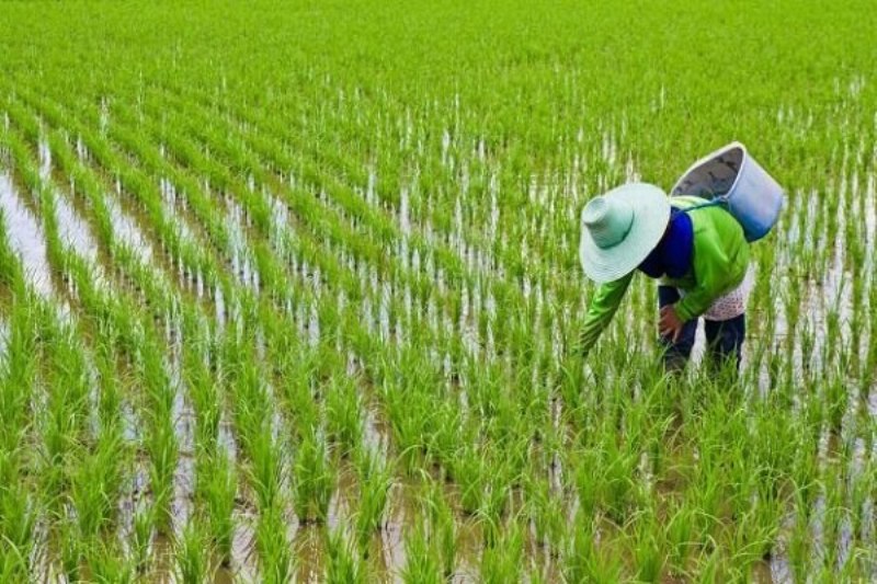 طرح کشاورزی قراردادی برنج اجرایی شد