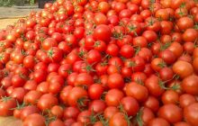 بهبود بازار گوجه‌فرنگی با هماهنگی میادین