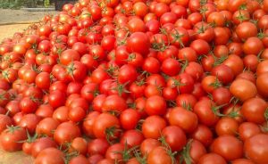 ۶۰۰ هزار تن محصول ثمره مزارع گوجه فرنگی بوشهر