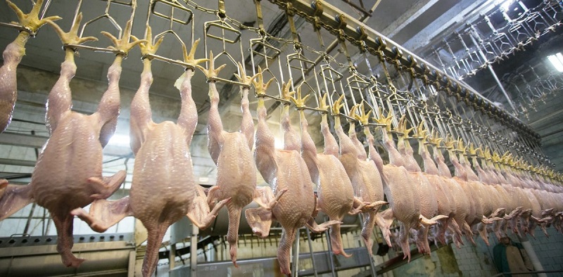انتقاد از نحوه تعیین سود کشتار و توزیع مرغ