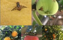 کاهش خسارات مگس مدیترانه‌ای در باغات مرکبات با پرتودهی