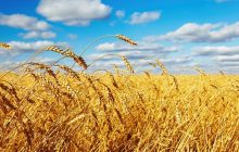قیمت گندم با خروج روسیه از ابتکار صادرات غلات افزایش یافت