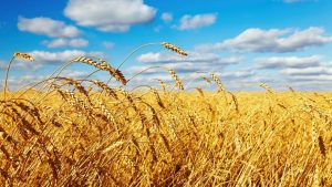 بیش از ۹ میلیون و۸۰۰ هزارتن گندم خریداری شد