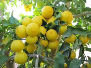 پیش‌بینی برداشت ۳ هزار تن لیموشیرین از باغات خوزستان