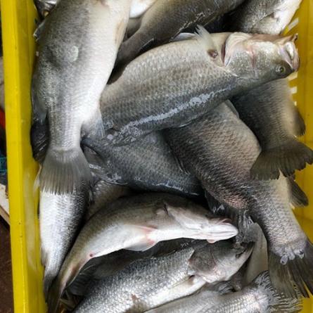 آغاز تولید و تکثیر تجاری ماهی باس دریایی در خوزستان