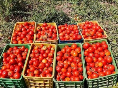 برداشت ۱۴۰ هزار تن گوجه‌ فرنگی از مزارع استان بوشهر