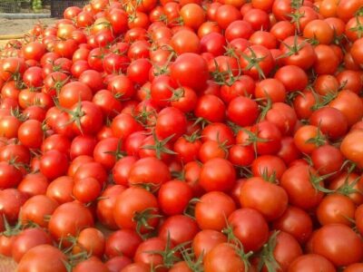 حذف عوارض صادراتی گوجه فرنگی زراعی از ۱۵ بهمن