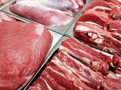 خودکفایی گوشت قرمز با اصلاح نژاد دام‌های پرتولید امکان‌پذیر است