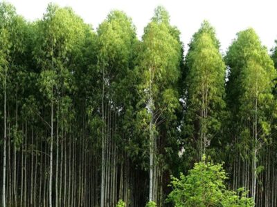 ۸۵ درصد درختان اکالیپتوس در خوزستان کاشته می‌شوند
